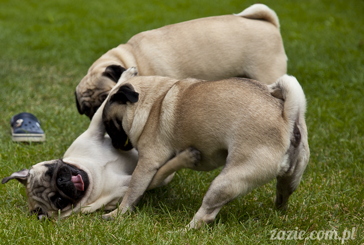 mopsy mopsiki Kumok i Miszur w Pałacu Wiechlice