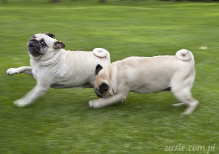 mopsy mopsiki Kumok i Miszur w Pałacu Wiechlice