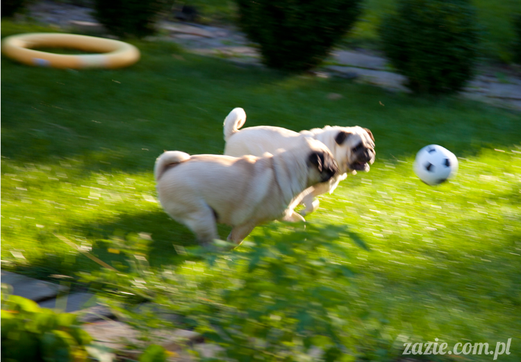 mopsy mopsiki Kumok i Miszur w Pałacu Wiechlice