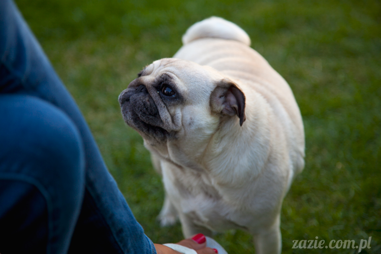 mopsy mopsiki Kumok i Miszur w Pałacu Wiechlice