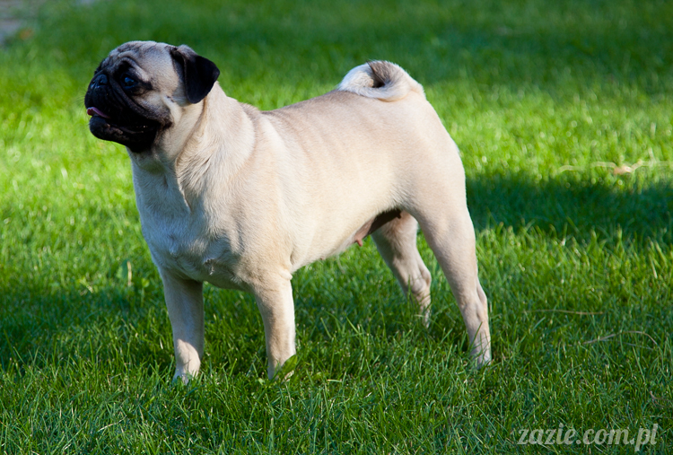 mopsy mopsiki Kumok i Miszur w Pałacu Wiechlice