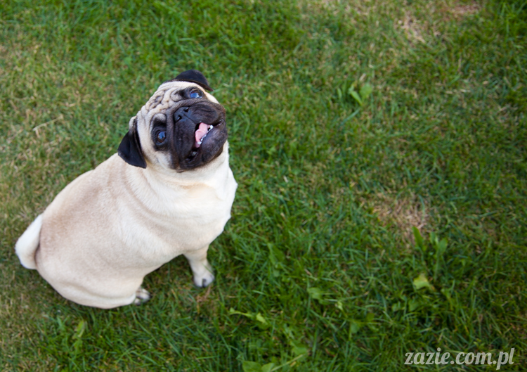 mopsy mopsiki Kumok i Miszur w Pałacu Wiechlice