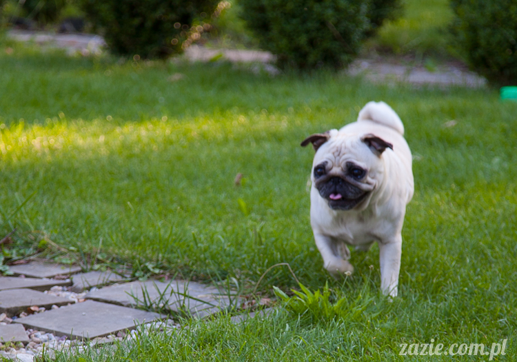 mopsy mopsiki Kumok i Miszur w Pałacu Wiechlice