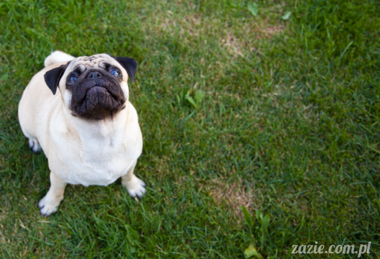 mopsy mopsiki Kumok i Miszur w Pałacu Wiechlice
