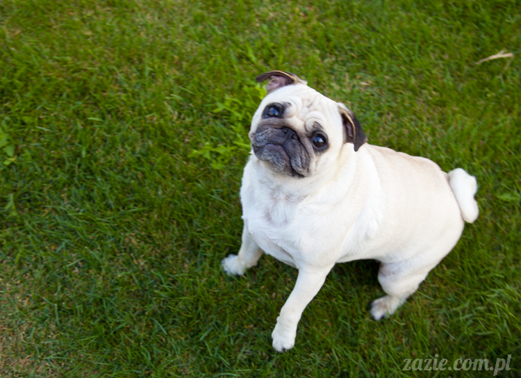 mopsy mopsiki Kumok i Miszur w Pałacu Wiechlice