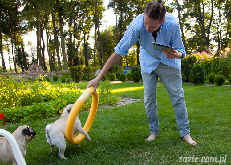 mopsy mopsiki Kumok i Miszur w Pałacu Wiechlice