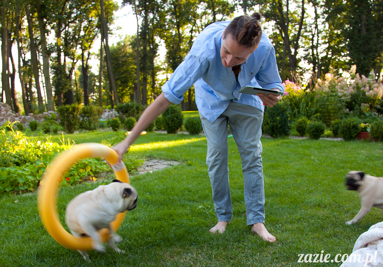 mopsy mopsiki Kumok i Miszur w Pałacu Wiechlice