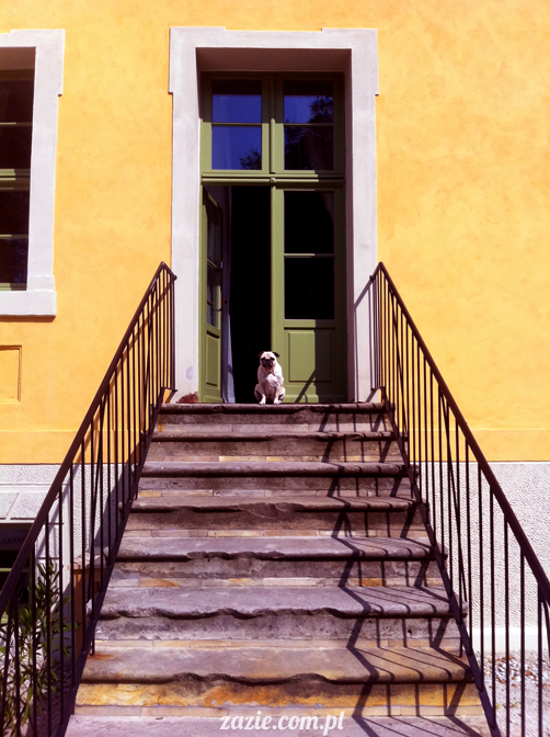 mopsy mopsiki Kumok i Miszur w Pałacu Wiechlice