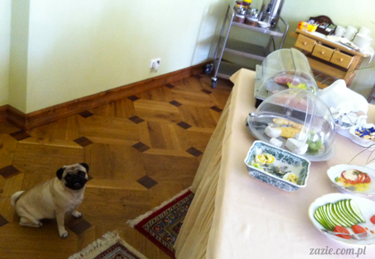 mopsy mopsiki Kumok i Miszur w Pałacu Wiechlice