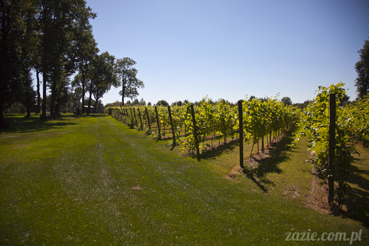 Pałac Wiechlice Szprotawa hotel spa restauracja noclegi golf basen joga konferencje wesela sala balowa bankiety catering masaże kosmetyczka aerobik odnowa biologiczna ekologiczny ośrodek wypoczynkowy Pałac Wiechlice Szprotawa hotel spa restauracja noclegi golf basen joga konferencje wesela sala balowa bankiety catering masaże kosmetyczka aerobik odnowa biologiczna ekologiczny ośrodek wypoczynkowy