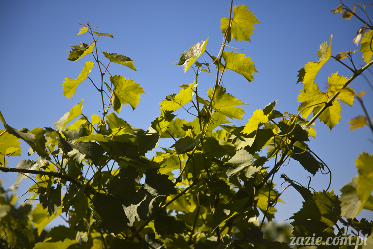 Pałac Wiechlice Szprotawa hotel spa restauracja noclegi golf basen joga konferencje wesela sala balowa bankiety catering masaże kosmetyczka aerobik odnowa biologiczna ekologiczny ośrodek wypoczynkowy Pałac Wiechlice Szprotawa hotel spa restauracja noclegi golf basen joga konferencje wesela sala balowa bankiety catering masaże kosmetyczka aerobik odnowa biologiczna ekologiczny ośrodek wypoczynkowy