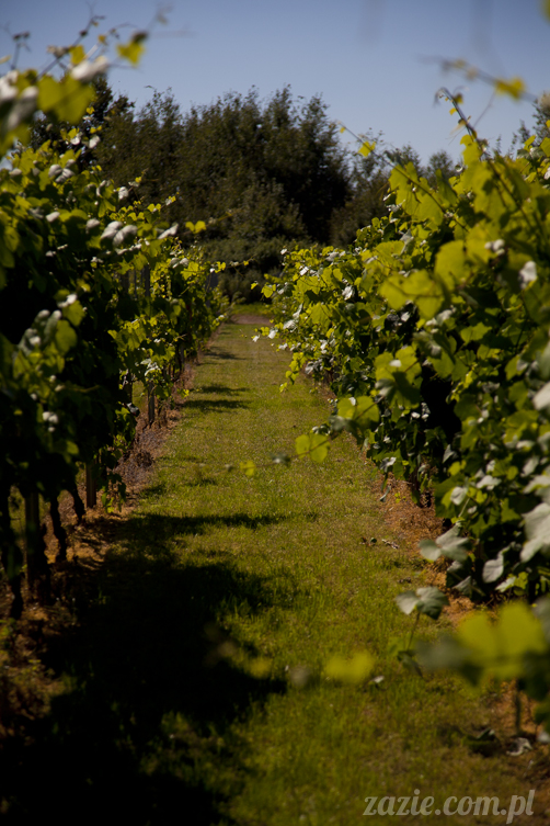 Pałac Wiechlice Szprotawa hotel spa restauracja noclegi golf basen joga konferencje wesela sala balowa bankiety catering masaże kosmetyczka aerobik odnowa biologiczna ekologiczny ośrodek wypoczynkowy Pałac Wiechlice Szprotawa hotel spa restauracja noclegi golf basen joga konferencje wesela sala balowa bankiety catering masaże kosmetyczka aerobik odnowa biologiczna ekologiczny ośrodek wypoczynkowy