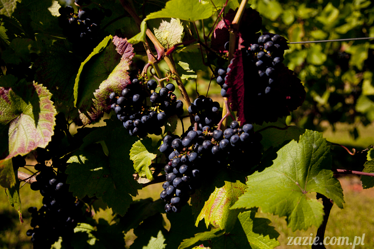 Pałac Wiechlice Szprotawa hotel spa restauracja noclegi golf basen joga konferencje wesela sala balowa bankiety catering masaże kosmetyczka aerobik odnowa biologiczna ekologiczny ośrodek wypoczynkowy Pałac Wiechlice Szprotawa hotel spa restauracja noclegi golf basen joga konferencje wesela sala balowa bankiety catering masaże kosmetyczka aerobik odnowa biologiczna ekologiczny ośrodek wypoczynkowy