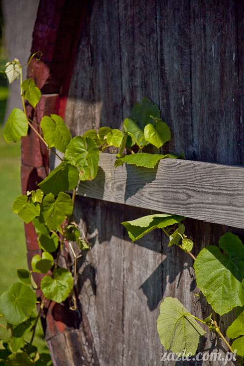 Pałac Wiechlice Szprotawa hotel spa restauracja noclegi golf basen joga konferencje wesela sala balowa bankiety catering masaże kosmetyczka aerobik odnowa biologiczna ekologiczny ośrodek wypoczynkowy Pałac Wiechlice Szprotawa hotel spa restauracja noclegi golf basen joga konferencje wesela sala balowa bankiety catering masaże kosmetyczka aerobik odnowa biologiczna ekologiczny ośrodek wypoczynkowy