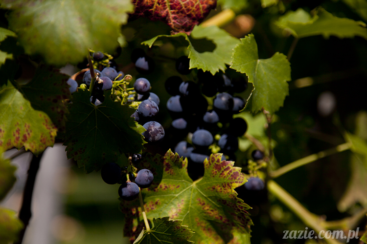 Pałac Wiechlice Szprotawa hotel spa restauracja noclegi golf basen joga konferencje wesela sala balowa bankiety catering masaże kosmetyczka aerobik odnowa biologiczna ekologiczny ośrodek wypoczynkowy Pałac Wiechlice Szprotawa hotel spa restauracja noclegi golf basen joga konferencje wesela sala balowa bankiety catering masaże kosmetyczka aerobik odnowa biologiczna ekologiczny ośrodek wypoczynkowy