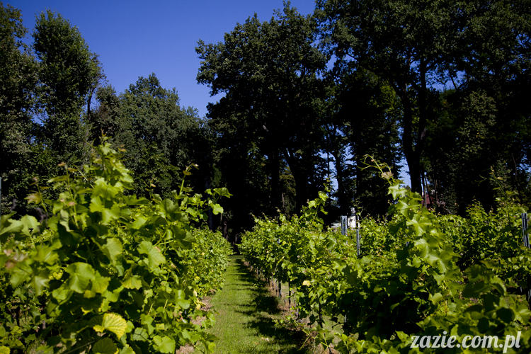 Pałac Wiechlice Szprotawa hotel spa restauracja noclegi golf basen joga konferencje wesela sala balowa bankiety catering masaże kosmetyczka aerobik odnowa biologiczna ekologiczny ośrodek wypoczynkowy Pałac Wiechlice Szprotawa hotel spa restauracja noclegi golf basen joga konferencje wesela sala balowa bankiety catering masaże kosmetyczka aerobik odnowa biologiczna ekologiczny ośrodek wypoczynkowy