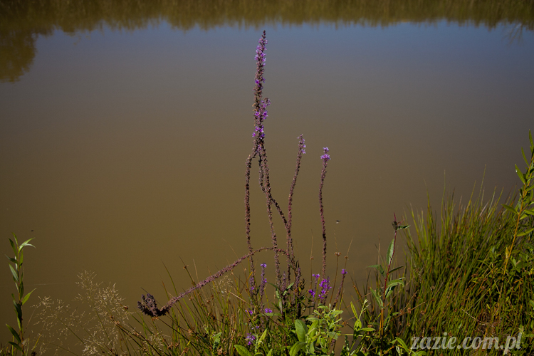 Pałac Wiechlice Szprotawa hotel spa restauracja noclegi golf basen joga konferencje wesela sala balowa bankiety catering masaże kosmetyczka aerobik odnowa biologiczna ekologiczny ośrodek wypoczynkowy Pałac Wiechlice Szprotawa hotel spa restauracja noclegi golf basen joga konferencje wesela sala balowa bankiety catering masaże kosmetyczka aerobik odnowa biologiczna ekologiczny ośrodek wypoczynkowy