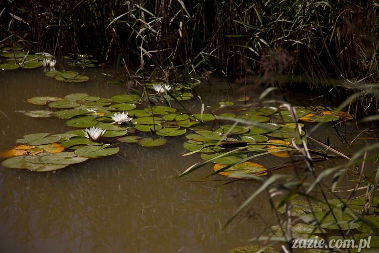 Pałac Wiechlice Szprotawa hotel spa restauracja noclegi golf basen joga konferencje wesela sala balowa bankiety catering masaże kosmetyczka aerobik odnowa biologiczna ekologiczny ośrodek wypoczynkowy Pałac Wiechlice Szprotawa hotel spa restauracja noclegi golf basen joga konferencje wesela sala balowa bankiety catering masaże kosmetyczka aerobik odnowa biologiczna ekologiczny ośrodek wypoczynkowy