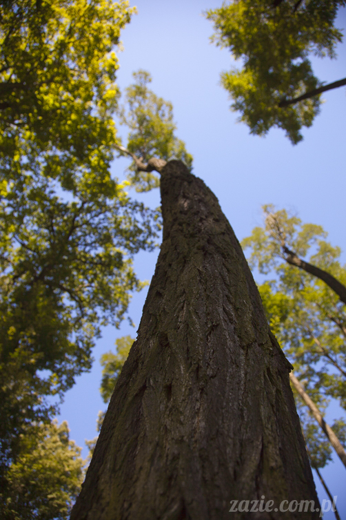 Pałac Wiechlice Szprotawa hotel spa restauracja noclegi golf basen joga konferencje wesela sala balowa bankiety catering masaże kosmetyczka aerobik odnowa biologiczna ekologiczny ośrodek wypoczynkowy Pałac Wiechlice Szprotawa hotel spa restauracja noclegi golf basen joga konferencje wesela sala balowa bankiety catering masaże kosmetyczka aerobik odnowa biologiczna ekologiczny ośrodek wypoczynkowy