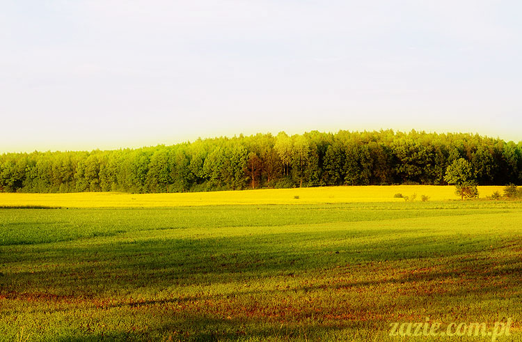 Wiechlice Szprotawa Niegosławice