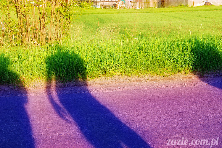 Wiechlice Szprotawa Niegosławice