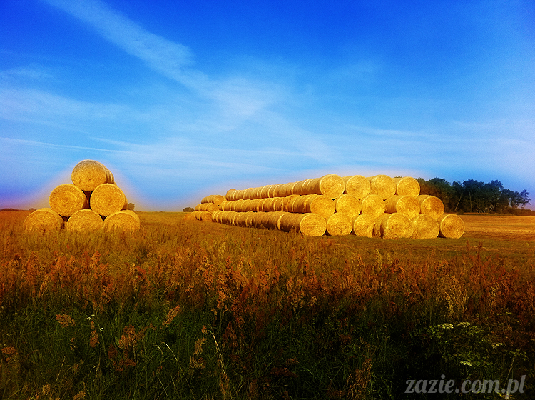Wiechlice Szprotawa Niegosławice Wiechlice Szprotawa Niegosławice