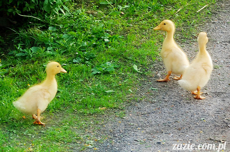 Wiechlice Szprotawa Niegosławice