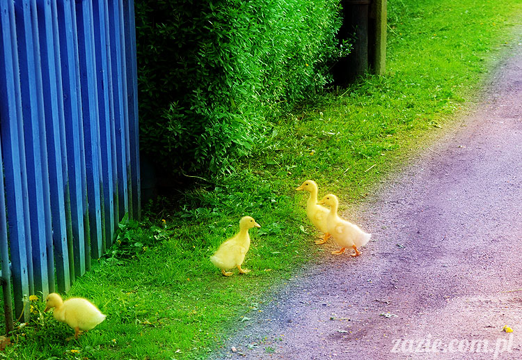 Wiechlice Szprotawa Niegosławice