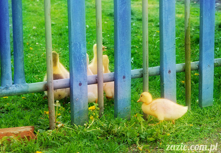 Wiechlice Szprotawa Niegosławice