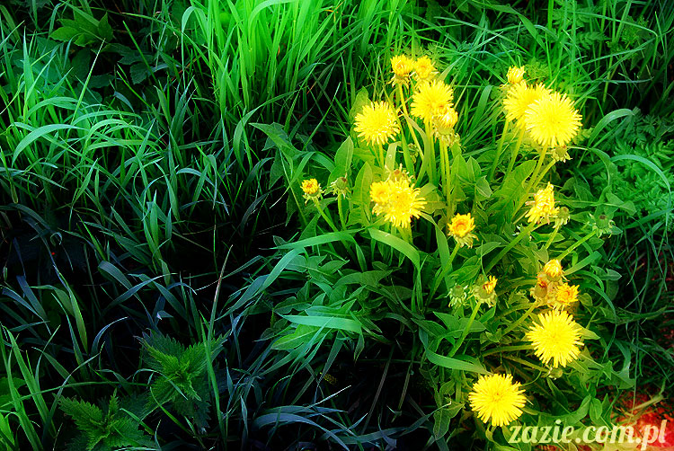 Wiechlice Szprotawa Niegosławice