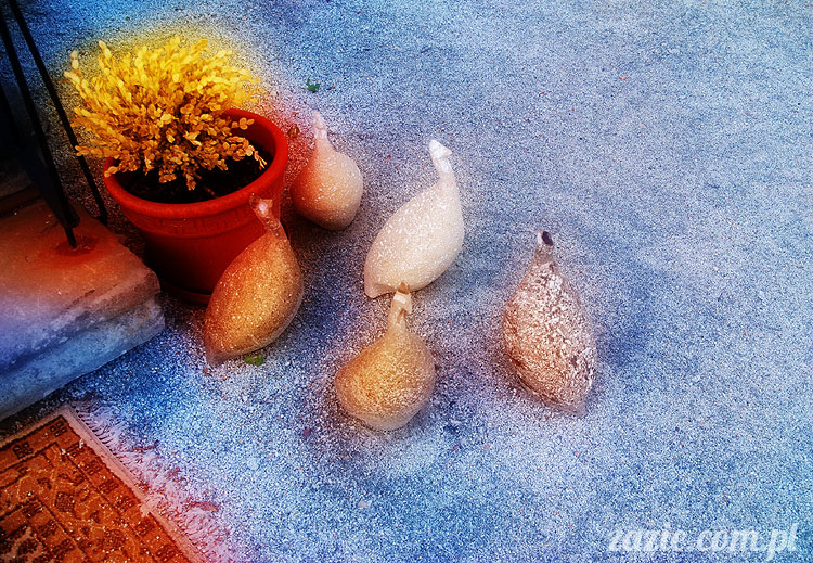 Wiechlice Szprotawa Niegosławice