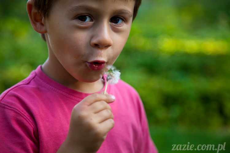 Wakacje Zazie i Syd z mopsami Kumokiem i Miszurem 2012 w Pałacu Wiechlice