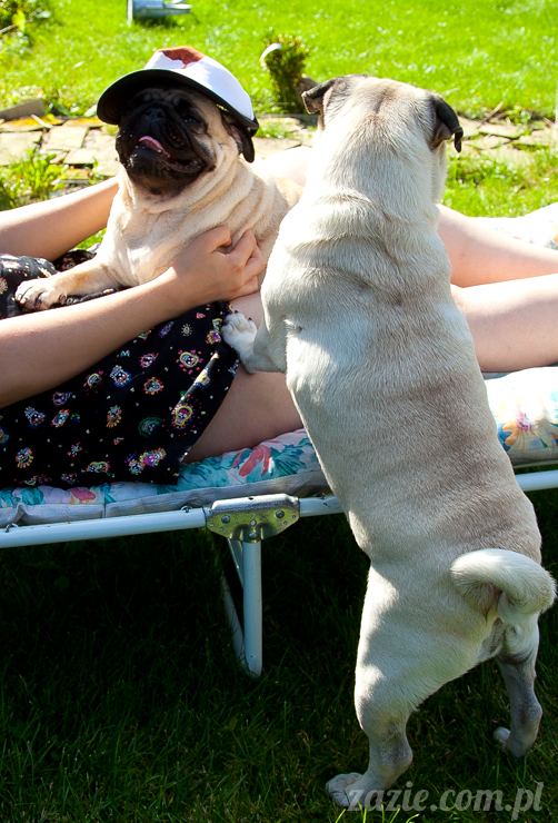 Wakacje Zazie i Syd z mopsami Kumokiem i Miszurem 2012 w Pałacu Wiechlice