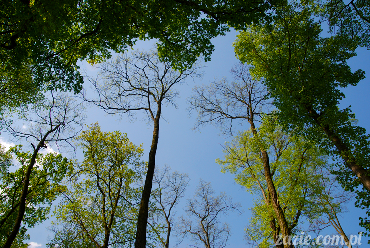 Wakacje Zazie i Syd z mopsami Kumokiem i Miszurem 2012 w Pałacu Wiechlice