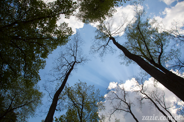 Wakacje Zazie i Syd z mopsami Kumokiem i Miszurem 2012 w Pałacu Wiechlice