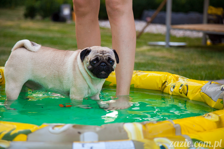 Wakacje Zazie i Syd z mopsami Kumokiem i Miszurem 2012 w Pałacu Wiechlice