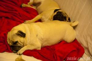 mopsia samopomoc kryzysowa, czyli co robić gdy mops się zapowietrza