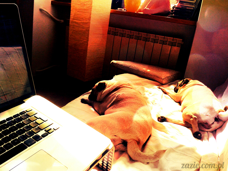 Kumok Miszur mopsy Zazie Kumok Miszur mopsy Zazie