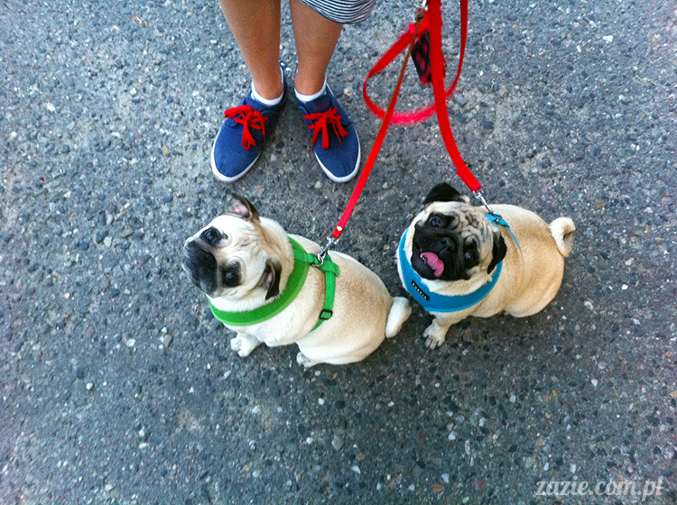 Kumok Miszur mopsy Zazie