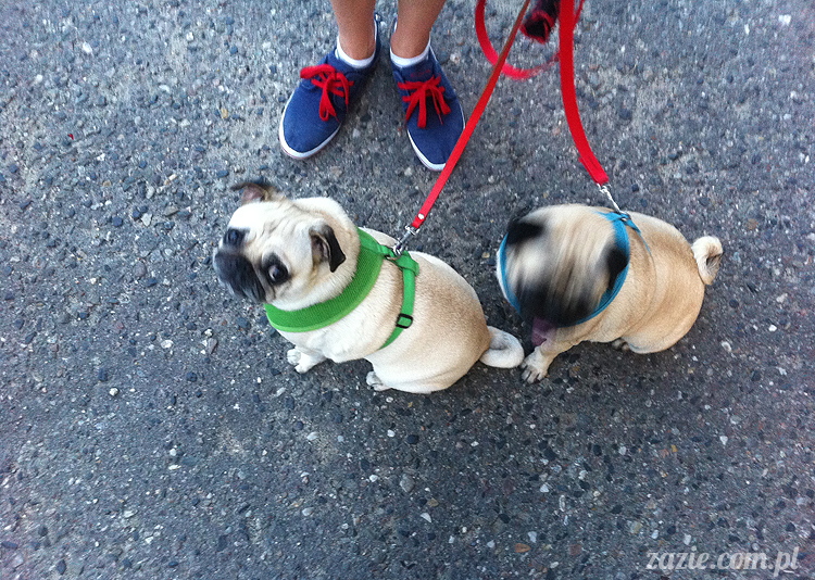 Kumok Miszur mopsy Zazie