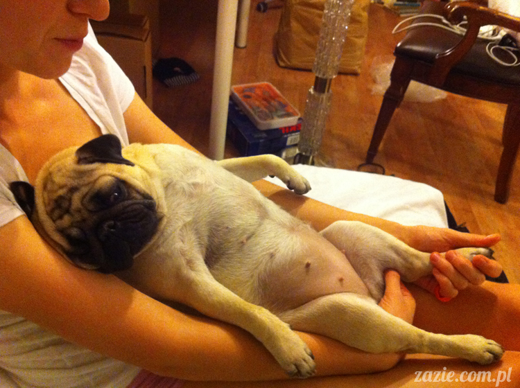 Kumok Miszur mopsy Zazie