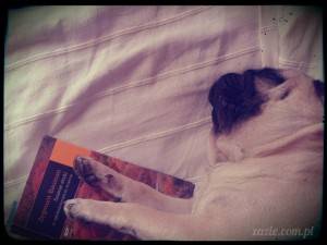 moja racja jest najmojsza oraz mopsy też.