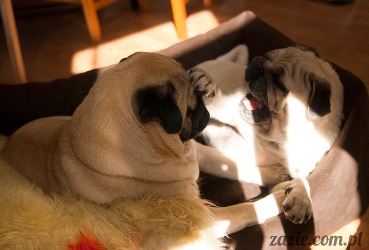 mopsy mopsiki Kumok Miszur Bułka Ninja mops pug pugs mopsy mopsiki Kumok Miszur Bułka Ninja mops pug pugs