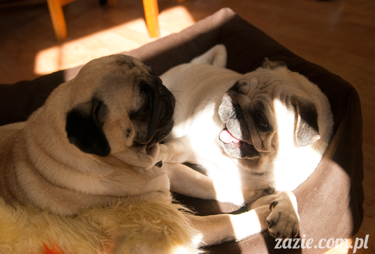 mopsy mopsiki Kumok Miszur Bułka Ninja mops pug pugs mopsy mopsiki Kumok Miszur Bułka Ninja mops pug pugs