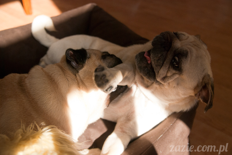 mopsy mopsiki Kumok Miszur Bułka Ninja mops pug pugs mopsy mopsiki Kumok Miszur Bułka Ninja mops pug pugs