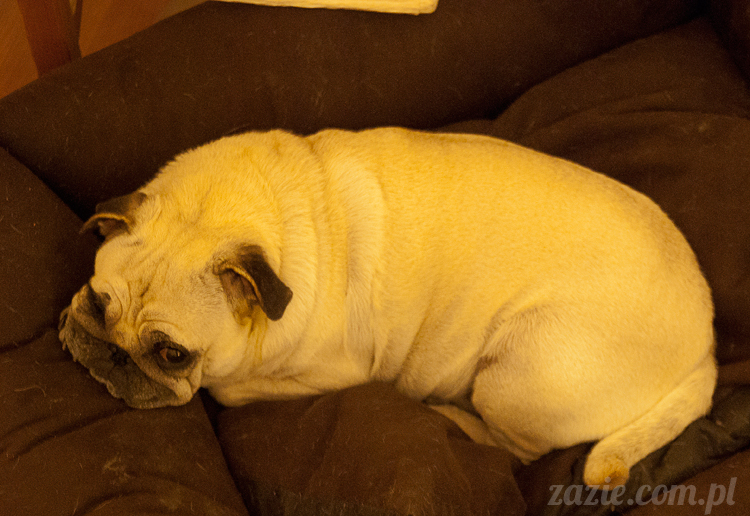 mopsy mopsiki Kumok Miszur Bułka Ninja mops pug pugs mopsy mopsiki Kumok Miszur Bułka Ninja mops pug pugs