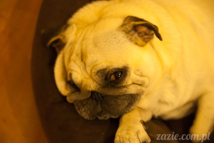 mopsy mopsiki Kumok Miszur Bułka Ninja mops pug pugs mopsy mopsiki Kumok Miszur Bułka Ninja mops pug pugs