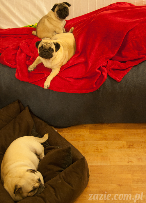 mopsy mopsiki Kumok Miszur Bułka Ninja mops pug pugs mopsy mopsiki Kumok Miszur Bułka Ninja mops pug pugs