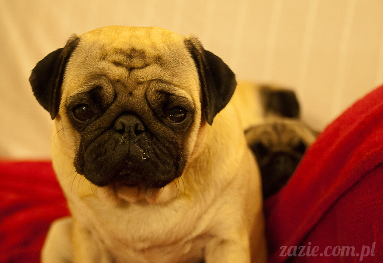 mopsy mopsiki Kumok Miszur Bułka Ninja mops pug pugs mopsy mopsiki Kumok Miszur Bułka Ninja mops pug pugs