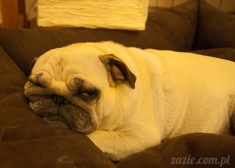 mopsy mopsiki Kumok Miszur Bułka Ninja mops pug pugs mopsy mopsiki Kumok Miszur Bułka Ninja mops pug pugs